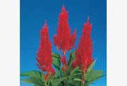 CENTURY Celosia argentea plumosa Mix F1 (Sakata) - Farmers Stop