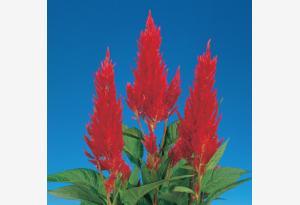 CENTURY Celosia argentea plumosa Mix F1 (Sakata) - Farmers Stop