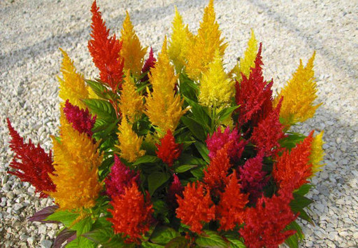 CENTURY Celosia argentea plumosa Mix F1 (Sakata) - Farmers Stop