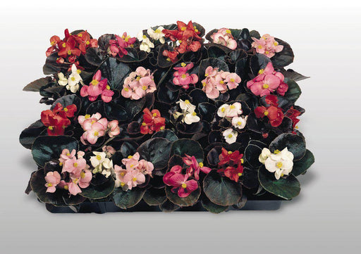 Cocktail® Begonia semperflorens-Hybrids, Wax Begonia (Benary) - Farmers Stop
