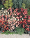 Cocktail® Begonia semperflorens-Hybrids, Wax Begonia (Benary) - Farmers Stop