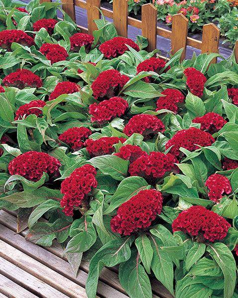 Celosia Armor™ Series Cockscomb (Takii Seeds) - Farmers Stop