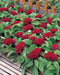 Celosia Armor™ Series Cockscomb (Takii Seeds) - Farmers Stop