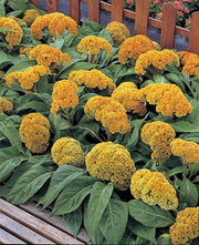 Celosia Armor™ Series Cockscomb (Takii Seeds) - Farmers Stop