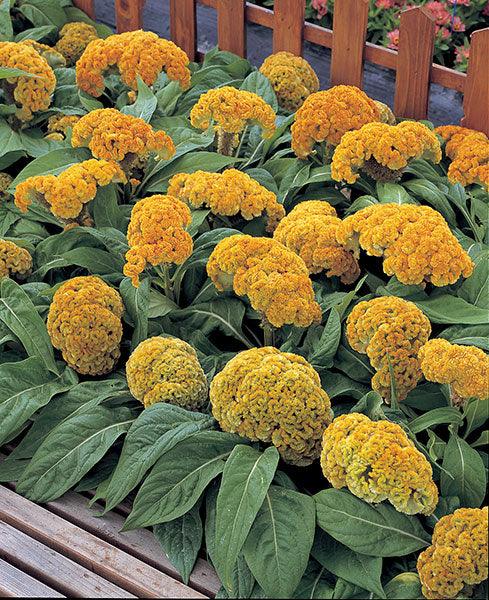Celosia Armor™ Series Cockscomb (Takii Seeds) - Farmers Stop