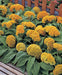 Celosia Armor™ Series Cockscomb (Takii Seeds) - Farmers Stop