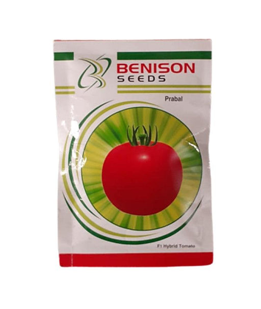 Prabal F1 Hybrid Tomato (Benison Seeds) - Farmers Stop