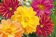 Garden Pride F1 Dahlia (Benary, Germany) - Farmers Stop