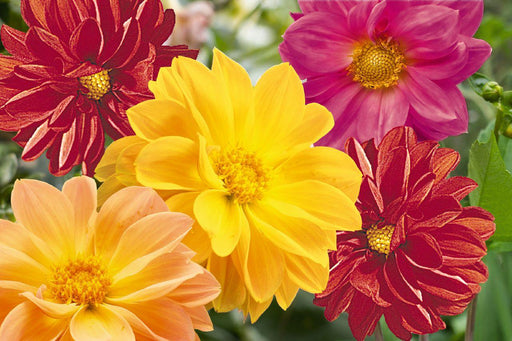 Garden Pride F1 Dahlia (Benary, Germany) - Farmers Stop