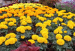 Crown/Radha F1 Hybrid Marigold (Sakata) - Farmers Stop