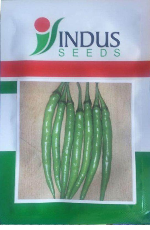 V13 (Number 13) Chili (Indus Seeds) - Farmers Stop