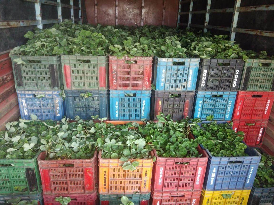 Strawberry Plants - Runner (Farmers Stop) - Farmers Stop