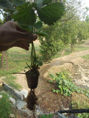 Strawberry Plants - Runner (Farmers Stop) - Farmers Stop