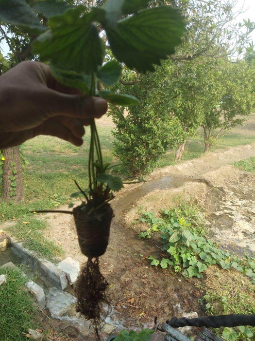 Strawberry Plants - Runner (Farmers Stop) - Farmers Stop
