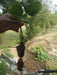 Strawberry Plants - Runner (Farmers Stop) - Farmers Stop