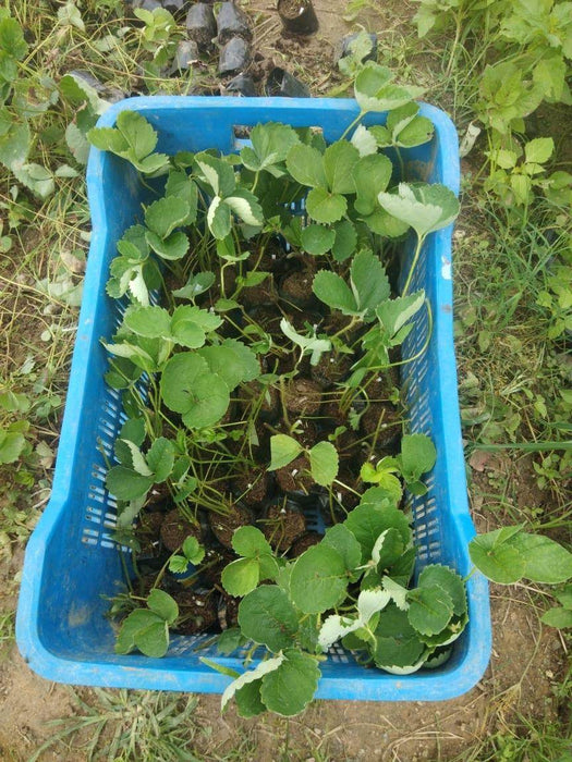 Strawberry Plants - Runner (Farmers Stop) - Farmers Stop