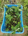 Strawberry Plants - Runner (Farmers Stop) - Farmers Stop