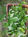 Strawberry Plants - Runner (Farmers Stop) - Farmers Stop