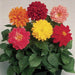 Fresco Formula Mix Dahlia F1 Hybrid (Goldsmith/SFlowers) - Farmers Stop