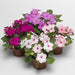 Accent Star Mix Impatients wallneria F1 Hybrid (Goldsmith/SFlowers) - Farmers Stop