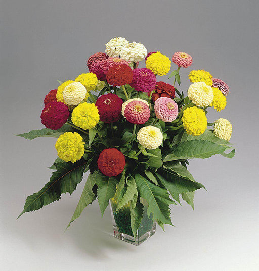 Oklahoma F1 Hybrid Zinnia elegans (Benary) - Farmers Stop