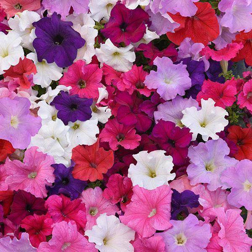 Supercascade F1 Hybrid Petunia (PanAmerican) - Farmers Stop