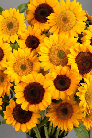 Vincent 2 F1 Hybrid Ornamental Sunflower (SAKATA) - Farmers Stop