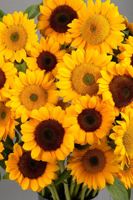 Vincent 2 F1 Hybrid Ornamental Sunflower (SAKATA) - Farmers Stop