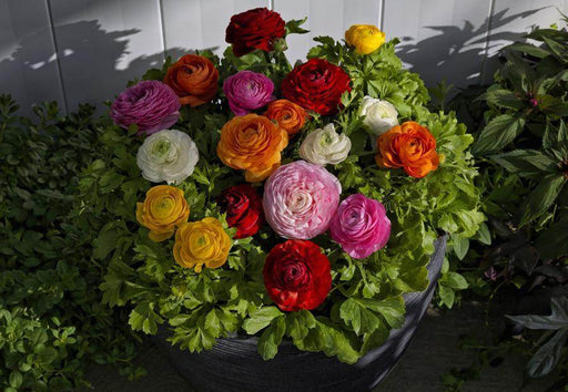 Bloom F1 Hybrid Ranunculus (SAKATA) - Farmers Stop