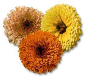 Touch of Red™ Calendula (Benary Seeds) - Farmers Stop