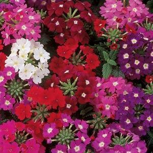 Verbena Quartz X P F1 Hybrid Mix (PanAmerican) - Farmers Stop