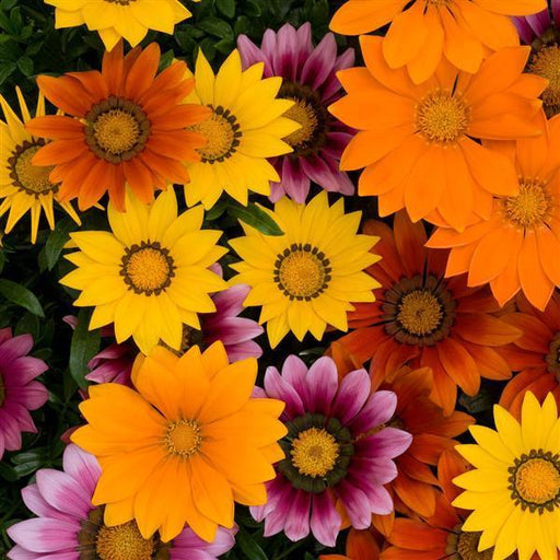 New Day® Mixture Gazania F1 Hybrid (PanAmerican) - Farmers Stop