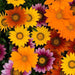New Day® Mixture Gazania F1 Hybrid (PanAmerican) - Farmers Stop
