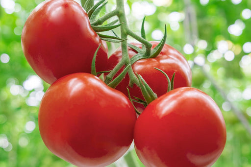 Tomato/टमाटर  F1 Hybrid Kitchen Pack (Konico Seeds) - Farmers Stop