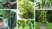 Cucumber/खीरा F1 Hybrid Kitchen Pack (Konico Seeds) - Farmers Stop