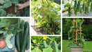 Cucumber/खीरा  F1 Hybrid Kitchen Pack (Konico Seeds) - Farmers Stop