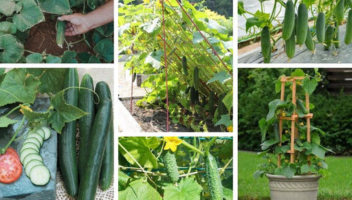 Cucumber/खीरा  F1 Hybrid Kitchen Pack (Konico Seeds) - Farmers Stop