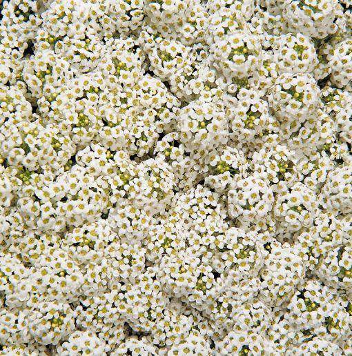 Wonderland® Alyssum Hybrid Imported (Benary Seeds) - Farmers Stop