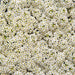 Wonderland® Alyssum Hybrid Imported (Benary Seeds) - Farmers Stop