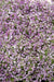 Wonderland® Alyssum Hybrid Imported (Benary Seeds) - Farmers Stop
