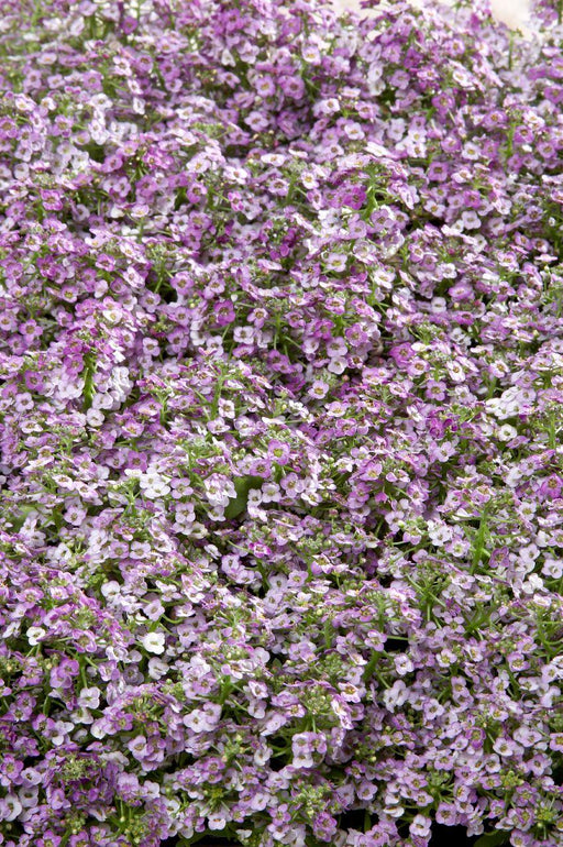 Wonderland® Alyssum Hybrid Imported (Benary Seeds) - Farmers Stop