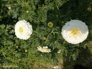White Moon/वाइट मून Bijeeli Pure White Flower Seeds (Konico Seeds) - Farmers Stop