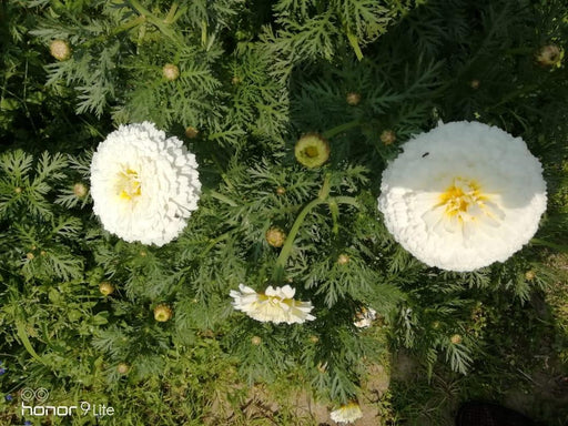 White Moon/वाइट मून  Bijeeli Pure White Flower Seeds (Konico Seeds) - Farmers Stop