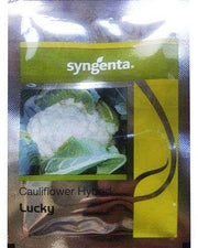 Lucky F1 Hybrid Cauliflower (Syngenta) - Farmers Stop