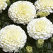 White Moon F1 Hybrid Vanilla African Marigold (Garden Festival) - Farmers Stop
