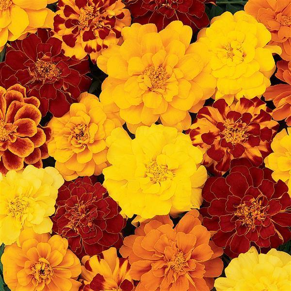 Durango™ Mixture F1 Hybrid French Marigold (PanAmerican) - Farmers Stop
