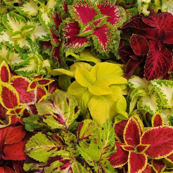 Wizard® Mixture Coleus (PanAmerican) - Farmers Stop