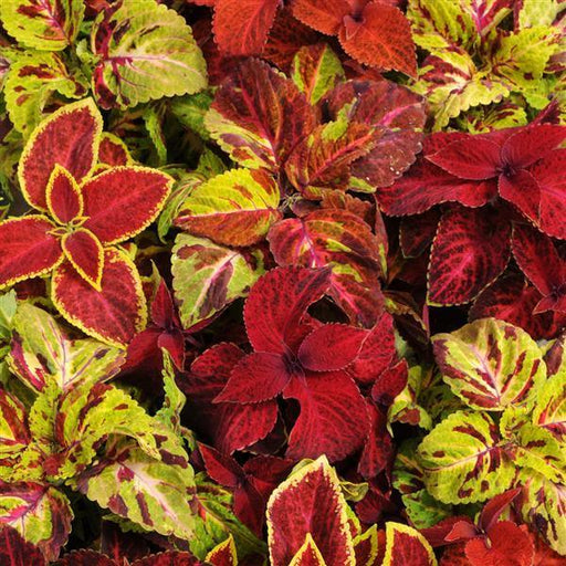 Wizard® Mixture Coleus (PanAmerican) - Farmers Stop