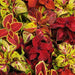Wizard® Mixture Coleus (PanAmerican) - Farmers Stop