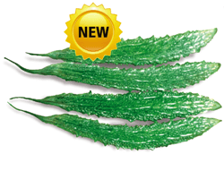 Kewal/केवल Bittergourd (Known You Seeds - Farmers Stop